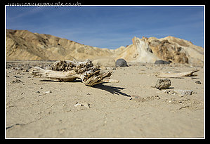 Death_Valley_Tree.jpg