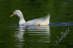 Duck.jpg