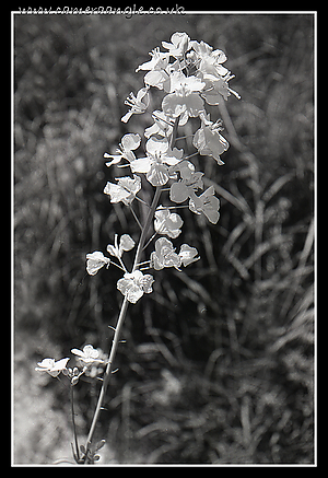 Filename=Flower~0.jpg
Filesize=770KiB
Dimensions=727x1060
Date added=Jun 24, 2010 Flower~0.jpg