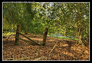 Funtington_Forest.jpg