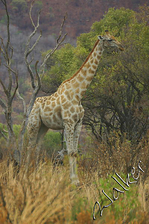 Filename=Giraffe (2).jpg
Filesize=122KiB
Dimensions=400x600
Date added=Oct 09, 2005 Giraffe (2).jpg