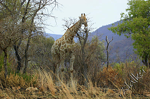 Giraffe2 (2).jpg