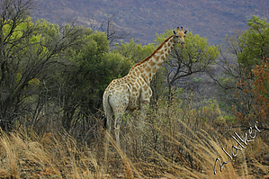 Giraffe3 (2).jpg