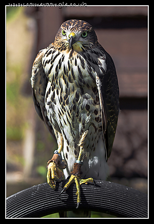 Goshawk_01.jpg