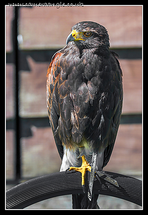 Harris_Hawk_01.jpg