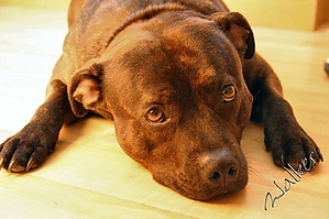 Filename=HarveyDog (2).jpg
Filesize=71KiB
Dimensions=800x533
Date added=May 04, 2004 HarveyDog (2).jpg
