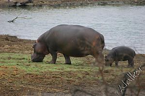 Hippo (2).jpg