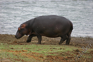 Hippo2 (2).jpg