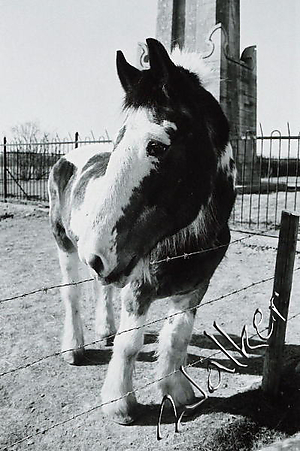 Filename=Horse.jpg
Filesize=84KiB
Dimensions=399x600
Date added=Apr 03, 2005 Horse.jpg