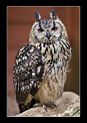 IMG_9446_BengaleseEagleOwl.jpg