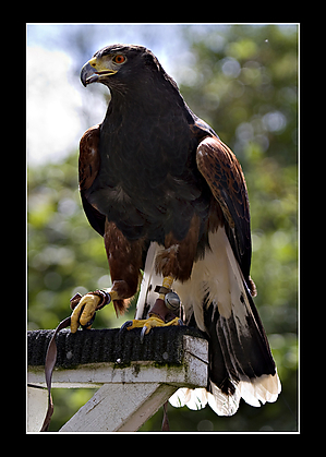 IMG_9701b_HarrisHawk.jpg