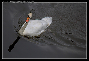 Kerne_Bridge_Swan.jpg