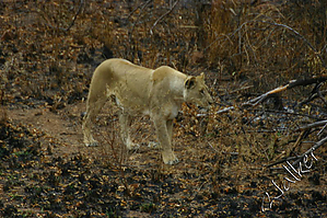 Lioness (2).jpg