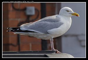 Margate_Seagull.jpg