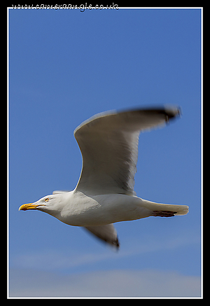 Margate_Seagull_03.jpg