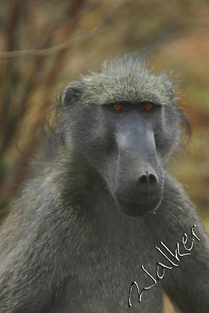 Filename=Monkey5 (2).jpg
Filesize=77KiB
Dimensions=400x600
Date added=Oct 09, 2005 Monkey5 (2).jpg