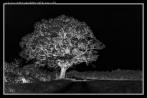 Filename=Negative_Tree.jpg
Filesize=449KiB
Dimensions=1060x707
Date added=Jun 24, 2010 Negative_Tree.jpg