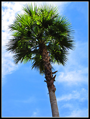 Palmtree.jpg
