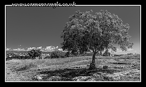 Paphos_Tree.jpg