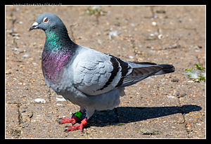 Pidgeon.png