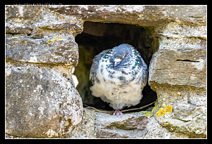 Pidgeon_Hole.png