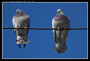 Filename=Pidgeons.jpg
Filesize=149KiB
Dimensions=1060x727
Date added=Jan 30, 2011 Pidgeons.jpg