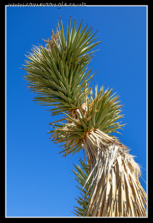 Red_Rock_Canyon_Cactus.png