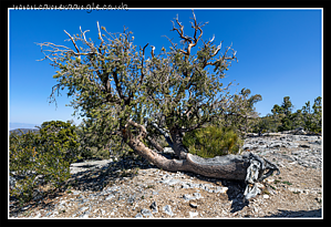 Red_Rock_Canyon_Dying_Tree.png