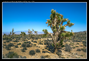 Red_Rock_Canyon_Joshua_Tree.png