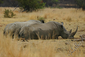 Rhino4 (2).jpg