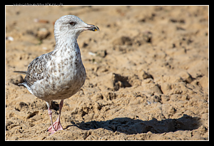 Seagull.png