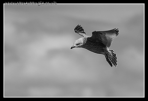 Seagull_Flight.jpg