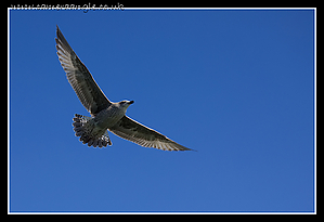 Seagull_Wings.jpg