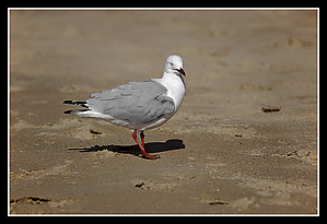 Seagull_on_Manly_Beach_IMG_3240.jpg