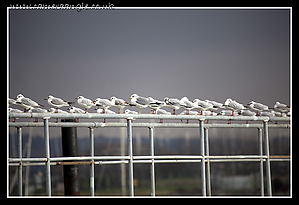 Filename=Seagulls.jpg
Filesize=164KiB
Dimensions=1060x727
Date added=Jan 22, 2011 Seagulls.jpg