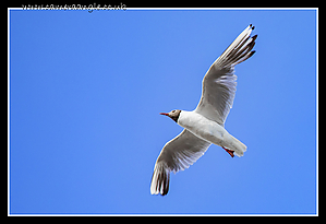 Seagull~1.jpg