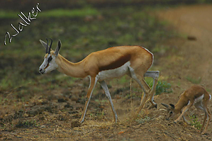 Springbok (2).jpg