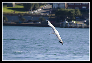 Sydney_Harbour_Seagull_Crop_IMG_3048.jpg