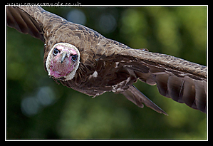 Filename=Vulture.jpg
Filesize=570KiB
Dimensions=1060x727
Date added=Sep 01, 2012 Vulture.jpg