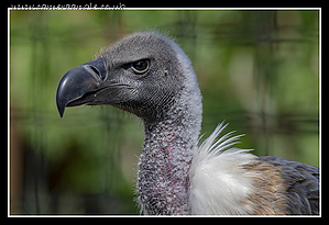Vulture~0.jpg