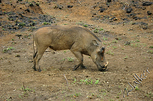 Warthog (2).jpg