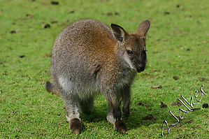 wallaby2.jpg