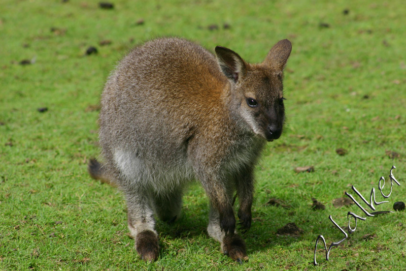 Wallaby
A Wallaby in captivity.
Keywords: Wallaby