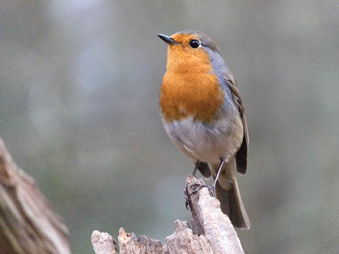 Robin
