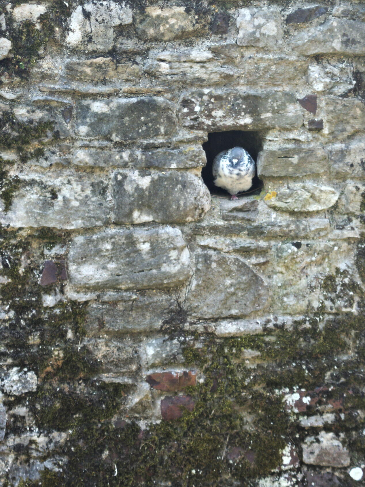 Bird in a hole
