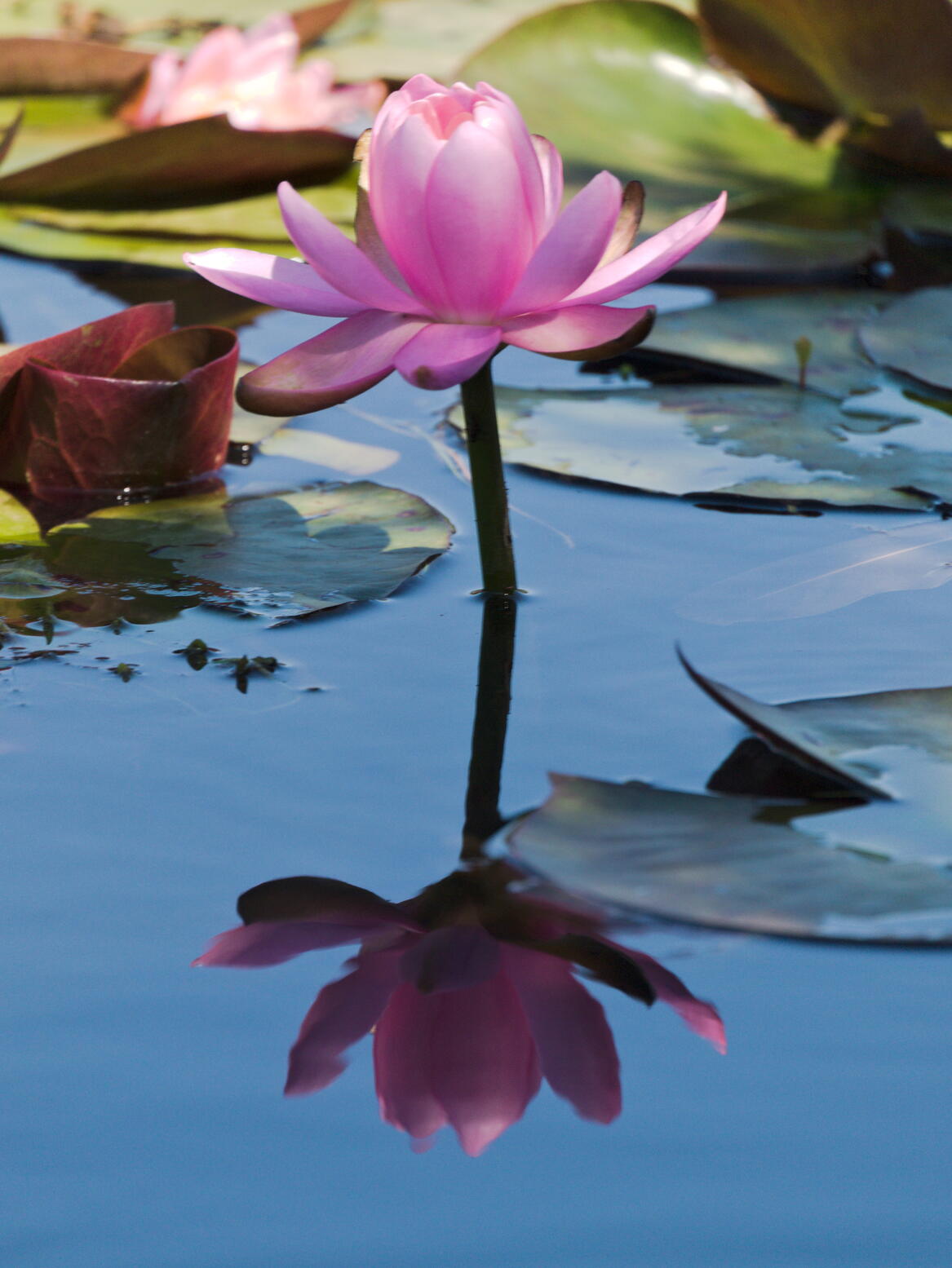 Water Lilly
