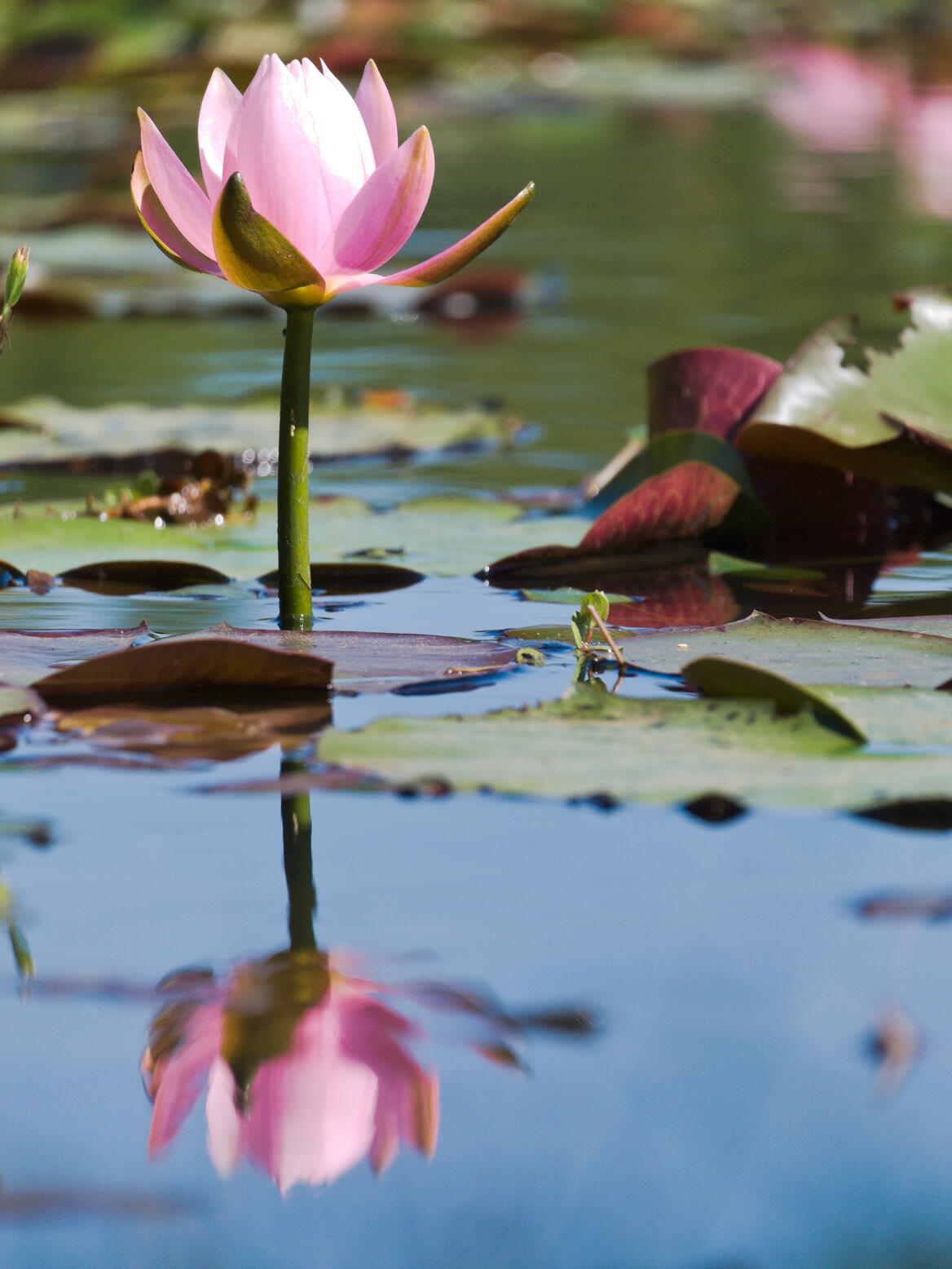 Water Lilly
