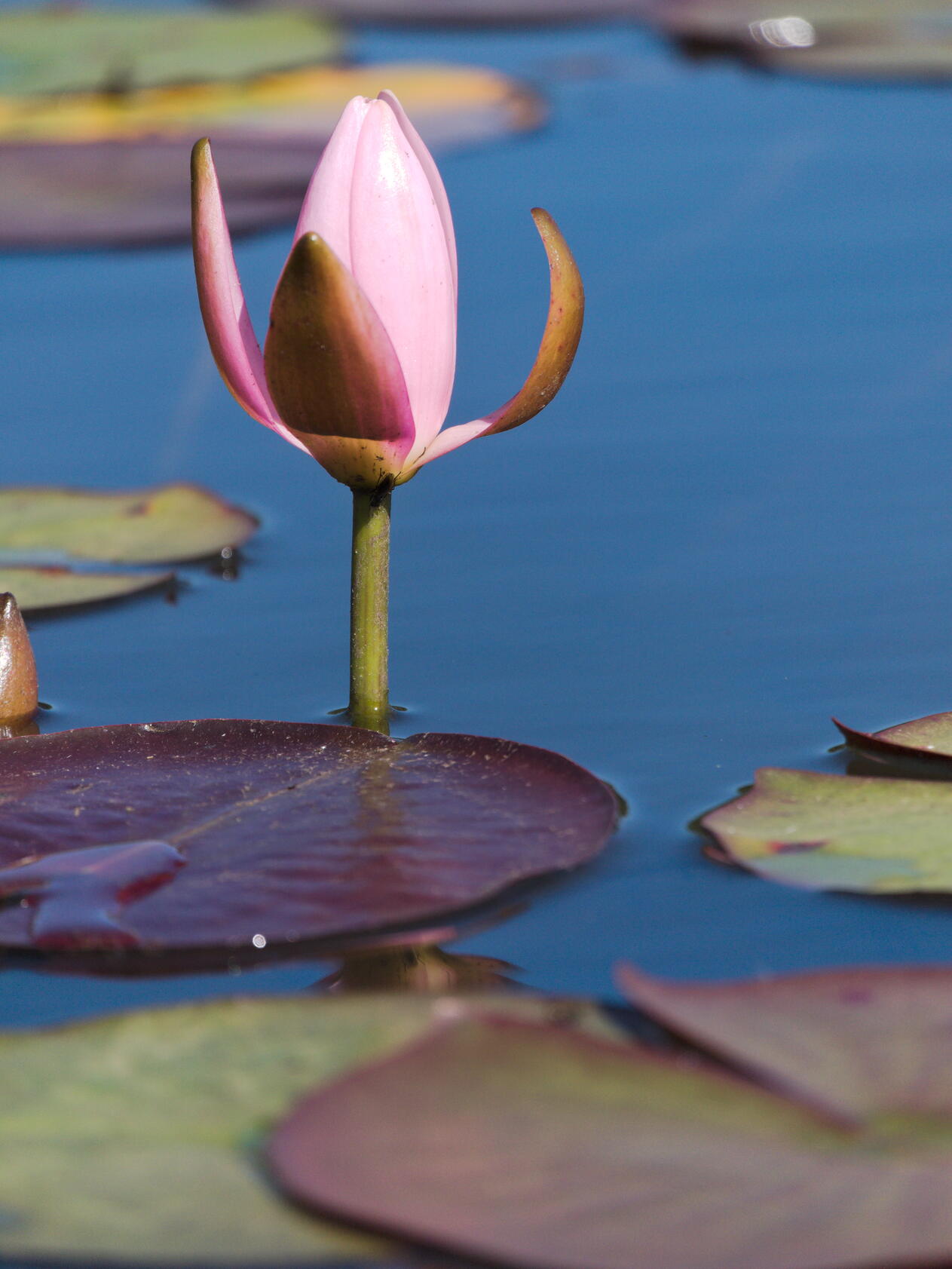 Water Lilly
