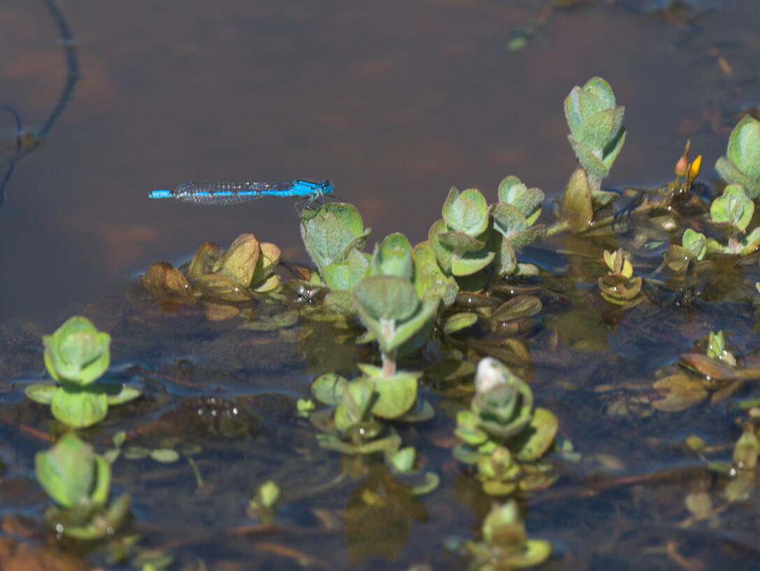 Damselfly
At Hatchet's Pond, Beaulieu
