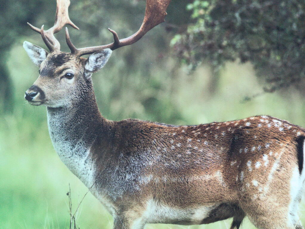 My deer photo
I took this photo at the deer sancturary
